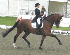 dressage horse ridden in a double bridlewith curb