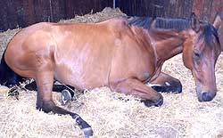 Horse relaxing during Box Rest