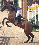 Horses can become dehydrated suring strenous exercise like jumping