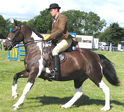 colured cob ridden in a double bridle