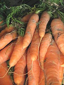 bunch of carrots - a nutritious treat for a horse