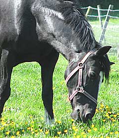 horses at grass need regular worming