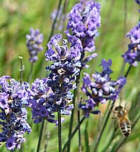 essential oils from herbs like lavender can stimulate the circulation
