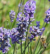 Lavender has a calming effect on a Horse