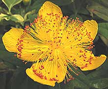 hypericum - st john's wort used in homeopathy for horses