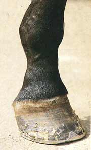 Horse with upright pastern
