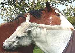 massage for horses - horses massage each other in the wild