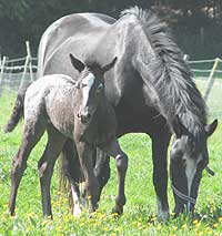 mare and foal grazing in a field