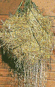 soaked hay being drained