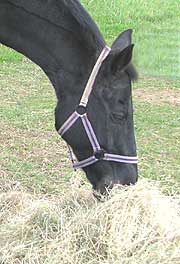 feeding hay